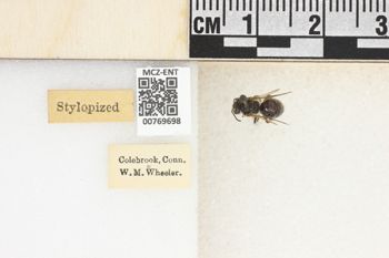 Media type: image;   Entomology 769698 Aspect: Labels